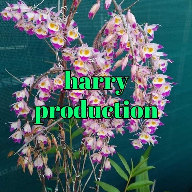 Harry production